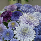 Genetically engineered ‘blue’ chrysanthemums. Credit: Science Advances